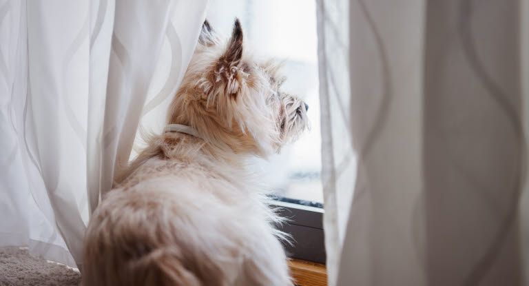 Efter en sommer med ekstra meget samvær kan overgangen til hverdagen være udfordrende for nogle hunde. Derfor anbefaler Agria, at hundeejere genindfører de faste rutiner, inden ferien er slut. Agria.dk
